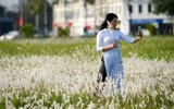 Ngắm cảnh đẹp như tranh vẽ với thiếu nữ bên cánh đồng cỏ lau giữa khu đô thị ở Hà Nội