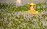 Ngắm cảnh đẹp như tranh vẽ với thiếu nữ bên cánh đồng cỏ lau giữa khu đô thị ở Hà Nội