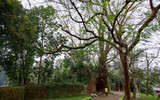Ngắm phố đi bộ sắp hoạt động đẹp như tranh bên thành cổ đá ong ở Hà Nội