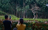 Ngắm phố đi bộ sắp hoạt động đẹp như tranh bên thành cổ đá ong ở Hà Nội