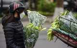 Khúc giao mùa đẹp tinh khôi khi hoa loa kèn xuống phố Hà Thành