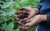 Xem dâu tằm chín đỏ ven sông Đáy, nông dân Hà Nội phấn khởi được mùa
