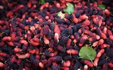 Xem dâu tằm chín đỏ ven sông Đáy, nông dân Hà Nội phấn khởi được mùa