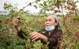 Xem dâu tằm chín đỏ ven sông Đáy, nông dân Hà Nội phấn khởi được mùa