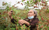 Xem dâu tằm chín đỏ ven sông Đáy, nông dân Hà Nội phấn khởi được mùa
