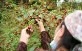 Xem dâu tằm chín đỏ ven sông Đáy, nông dân Hà Nội phấn khởi được mùa