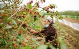 Xem dâu tằm chín đỏ ven sông Đáy, nông dân Hà Nội phấn khởi được mùa