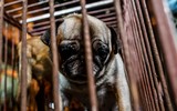 Cận cảnh một buổi làm việc của tổ săn bắt chó thả rông ở Hà Nội 