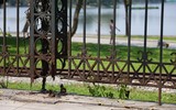 Toàn cảnh công viên lớn được đề xuất bỏ hàng rào, không thu vé giữa lòng Thủ đô