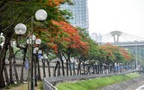 Ngắm hàng phượng vĩ khoe sắc rực rỡ đến nao lòng bên sông Tô Lịch ở Hà Nội