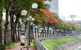 Ngắm hàng phượng vĩ khoe sắc rực rỡ đến nao lòng bên sông Tô Lịch ở Hà Nội