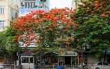 Ngắm hàng phượng vĩ khoe sắc rực rỡ đến nao lòng bên sông Tô Lịch ở Hà Nội