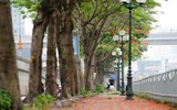 Ngắm hàng phượng vĩ khoe sắc rực rỡ đến nao lòng bên sông Tô Lịch ở Hà Nội