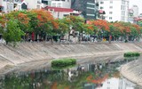 Ngắm hàng phượng vĩ khoe sắc rực rỡ đến nao lòng bên sông Tô Lịch ở Hà Nội