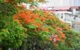 Ngắm hàng phượng vĩ khoe sắc rực rỡ đến nao lòng bên sông Tô Lịch ở Hà Nội