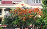 Ngắm hàng phượng vĩ khoe sắc rực rỡ đến nao lòng bên sông Tô Lịch ở Hà Nội