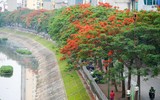 Ngắm hàng phượng vĩ khoe sắc rực rỡ đến nao lòng bên sông Tô Lịch ở Hà Nội