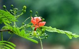 Ngắm hàng phượng vĩ khoe sắc rực rỡ đến nao lòng bên sông Tô Lịch ở Hà Nội
