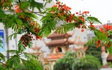 Ngắm hàng phượng vĩ khoe sắc rực rỡ đến nao lòng bên sông Tô Lịch ở Hà Nội