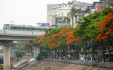 Ngắm hàng phượng vĩ khoe sắc rực rỡ đến nao lòng bên sông Tô Lịch ở Hà Nội
