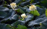 Ngỡ ngàng vẻ đẹp như tranh của thiếu nữ Hà Thành bên đầm sen độc đáo ở Thanh Oai