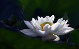Ngỡ ngàng vẻ đẹp như tranh của thiếu nữ Hà Thành bên đầm sen độc đáo ở Thanh Oai