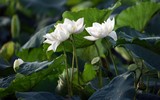 Ngỡ ngàng vẻ đẹp như tranh của thiếu nữ Hà Thành bên đầm sen độc đáo ở Thanh Oai