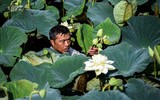 Ngỡ ngàng vẻ đẹp như tranh của thiếu nữ Hà Thành bên đầm sen độc đáo ở Thanh Oai