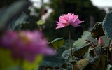 Ngỡ ngàng vẻ đẹp như tranh của thiếu nữ Hà Thành bên đầm sen độc đáo ở Thanh Oai
