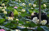 Ngỡ ngàng vẻ đẹp như tranh của thiếu nữ Hà Thành bên đầm sen độc đáo ở Thanh Oai