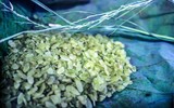 Cận cảnh làng nghề làm cốm mộc độc đáo ở Thủ đô