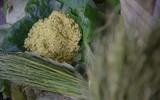 Cận cảnh làng nghề làm cốm mộc độc đáo ở Thủ đô