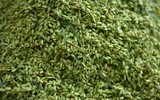 Cận cảnh làng nghề làm cốm mộc độc đáo ở Thủ đô