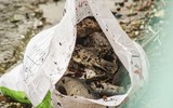 Cận cảnh hồ Tây sau khi lãnh đạo thành phố chỉ đạo nóng xử lý tình trạng cá chết hàng loạt