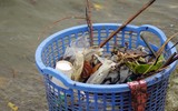 Cận cảnh hồ Tây sau khi lãnh đạo thành phố chỉ đạo nóng xử lý tình trạng cá chết hàng loạt