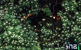 Ngắm hàng cây hoa sữa sắp phải di dời vì mùi hương nồng nặc ở Hà Nội