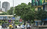 Ngắm hàng cây hoa sữa sắp phải di dời vì mùi hương nồng nặc ở Hà Nội