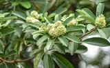 Ngắm hàng cây hoa sữa sắp phải di dời vì mùi hương nồng nặc ở Hà Nội