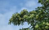 Ngắm hàng cây hoa sữa sắp phải di dời vì mùi hương nồng nặc ở Hà Nội