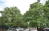 Ngắm hàng cây hoa sữa sắp phải di dời vì mùi hương nồng nặc ở Hà Nội