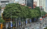 Ngắm hàng cây hoa sữa sắp phải di dời vì mùi hương nồng nặc ở Hà Nội