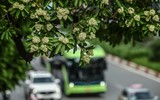Ngắm hàng cây hoa sữa sắp phải di dời vì mùi hương nồng nặc ở Hà Nội
