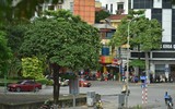 Ngắm hàng cây hoa sữa sắp phải di dời vì mùi hương nồng nặc ở Hà Nội
