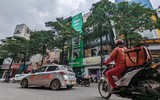 Ngắm hàng cây hoa sữa sắp phải di dời vì mùi hương nồng nặc ở Hà Nội