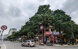 Ngắm hàng cây hoa sữa sắp phải di dời vì mùi hương nồng nặc ở Hà Nội