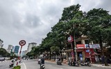 Ngắm hàng cây hoa sữa sắp phải di dời vì mùi hương nồng nặc ở Hà Nội