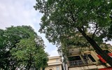 Ngắm hàng cây hoa sữa sắp phải di dời vì mùi hương nồng nặc ở Hà Nội