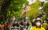 Ngắm phố phường Hà Nội đẹp lạ khi cây mỹ nhân độc đáo nở rộ