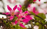 Ngắm phố phường Hà Nội đẹp lạ khi cây mỹ nhân độc đáo nở rộ