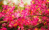 Ngắm phố phường Hà Nội đẹp lạ khi cây mỹ nhân độc đáo nở rộ